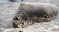 Baby seal stabbed on Oregon coast town of Neskowin prompts search for suspect, NOAA says