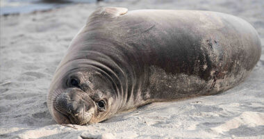 Baby seal stabbed on Oregon coast town of Neskowin prompts search for suspect, NOAA says