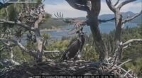 Big Bear bald eagle couple Jackie and Shadow's eaglets get closer to flying