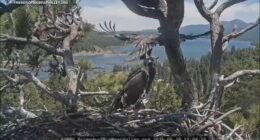 Big Bear bald eagle couple Jackie and Shadow's eaglets get closer to flying