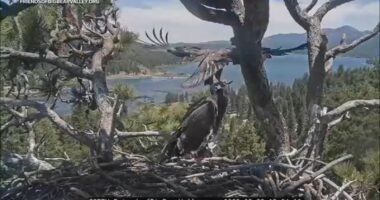 Big Bear bald eagle couple Jackie and Shadow's eaglets get closer to flying