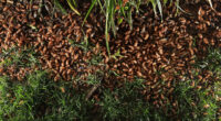 Billions of sex-crazed zombie bugs with ‘Last of Us’ style fungus infection emerge from the ground after 17-year sleep