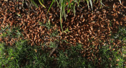 Billions of sex-crazed zombie bugs with ‘Last of Us’ style fungus infection emerge from the ground after 17-year sleep