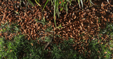 Billions of sex-crazed zombie bugs with ‘Last of Us’ style fungus infection emerge from the ground after 17-year sleep