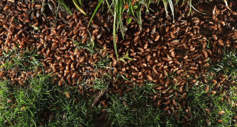 Billions of sex-crazed zombie bugs with ‘Last of Us’ style fungus infection emerge from the ground after 17-year sleep