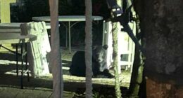 Black bear spotted in historic downtown St. Augustine