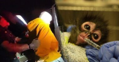 California meth bust leads to rescue of young spider monkey