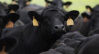 Cattle, lamb slaughters rocket up as droughts, floods hit farmers