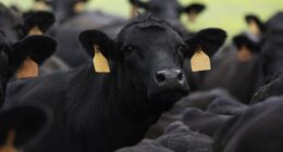 Cattle, lamb slaughters rocket up as droughts, floods hit farmers
