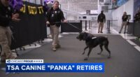 Chicago O'Hare International Airport TSA K-9 'Panka' retires after 6 years of service, honored with hero's send-off