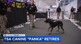 Chicago O'Hare International Airport TSA K-9 'Panka' retires after 6 years of service, honored with hero's send-off