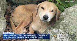 Chicago animal abuse: Man charged with animal torture, cruelty after Edgewater community seeks justice for abused dog