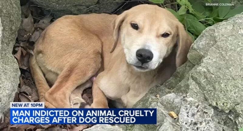 Chicago animal abuse: Man charged with animal torture, cruelty after Edgewater community seeks justice for abused dog