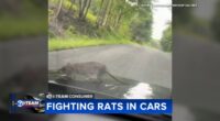 Chicago rats: Rats in cars causing serious damage to vehicles across city | How to get rid of rats, prevent rat infestation