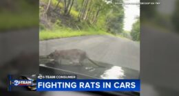 Chicago rats: Rats in cars causing serious damage to vehicles across city | How to get rid of rats, prevent rat infestation