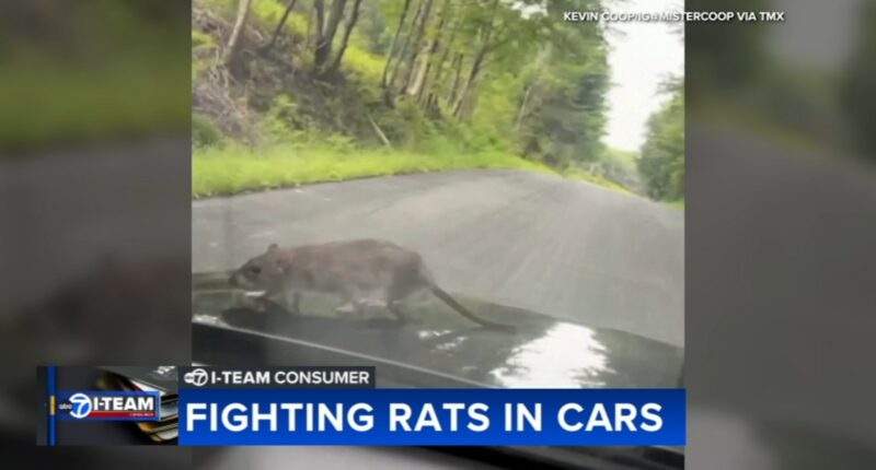 Chicago rats: Rats in cars causing serious damage to vehicles across city | How to get rid of rats, prevent rat infestation