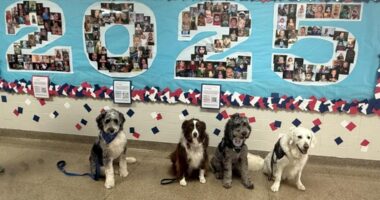 Crisis Response Canines bring comfort to Bay Village after student athlete's passing