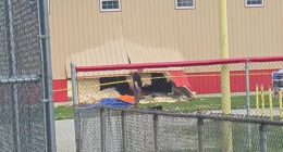 Disturbing new theory about why female driver crashed into after school club and killed four young girls