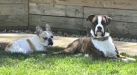 Dog saves French bulldog from severe seizures when no one was home
