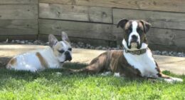 Dog saves French bulldog from severe seizures when no one was home
