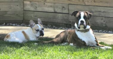 Dog saves French bulldog from severe seizures when no one was home