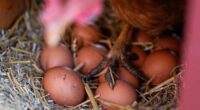 Eggs are less likely to crack when dropped on their side, according to science