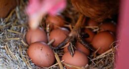Eggs are less likely to crack when dropped on their side, according to science