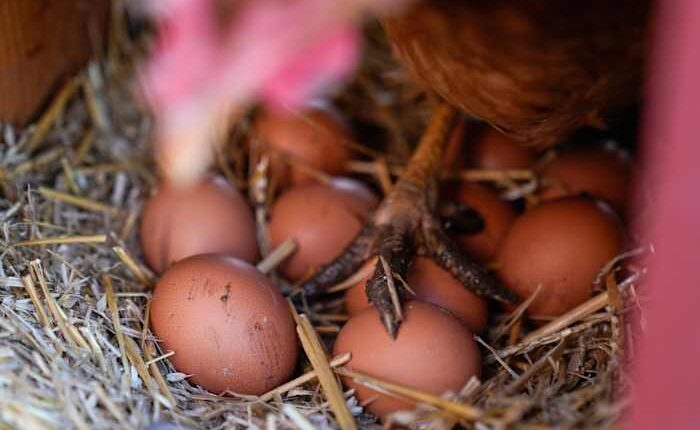Eggs are less likely to crack when dropped on their side, according to science