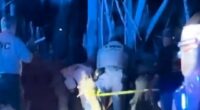 Elderly man, 89, and his dog killed in brutal black bear attack in Florida as lab workers make grisly discovery