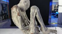 Experts studying 'alien mummies' in Peru make startling find 'that proves they're real'
