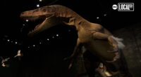 Go back to the time of the dinosaurs at the Edelman Fossil Park and Museum
