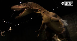 Go back to the time of the dinosaurs at the Edelman Fossil Park and Museum