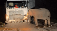 Heartwrenching moment desperate mother elephant spends 5 HOURS trying to rescue her dead baby calf trapped under lorry