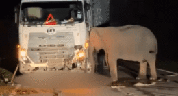 Heartwrenching moment desperate mother elephant spends 5 HOURS trying to rescue her dead baby calf trapped under lorry