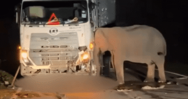 Heartwrenching moment desperate mother elephant spends 5 HOURS trying to rescue her dead baby calf trapped under lorry