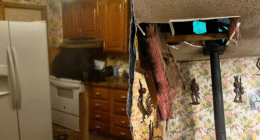 Homeowners get surprise visitor when black bear crashes through ceiling onto stove