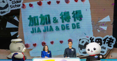 Hong Kong's baby pandas finally get names. Meet Jia Jia and De De