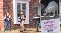 Horror as 100 cats found dead in home after reports of ‘foul smell’ with corpses ‘kept in freezer & strewn across house’
