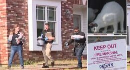 Horror as 100 cats found dead in home after reports of ‘foul smell’ with corpses ‘kept in freezer & strewn across house’