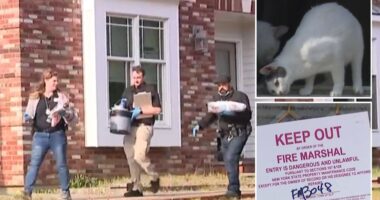 Horror as 100 cats found dead in home after reports of ‘foul smell’ with corpses ‘kept in freezer & strewn across house’