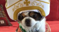How dog owners are dressing their holy hounds up as Pope following announcement of new pontiff
