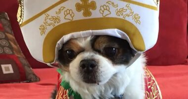 How dog owners are dressing their holy hounds up as Pope following announcement of new pontiff