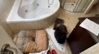 How tiny clue sparked rescue of kids trapped in ‘House of Horrors’ since Covid after neighbour revealed ‘forensic’ diary