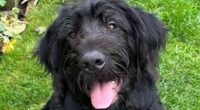 Hunt for dog-napper: Chilling moment masked burglar calmly walks off with family's dogs Bruno and Molly