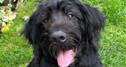 Hunt for dog-napper: Chilling moment masked burglar calmly walks off with family's dogs Bruno and Molly