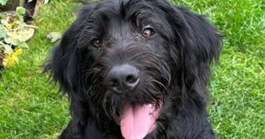 Hunt for dog-napper: Chilling moment masked burglar calmly walks off with family's dogs Bruno and Molly