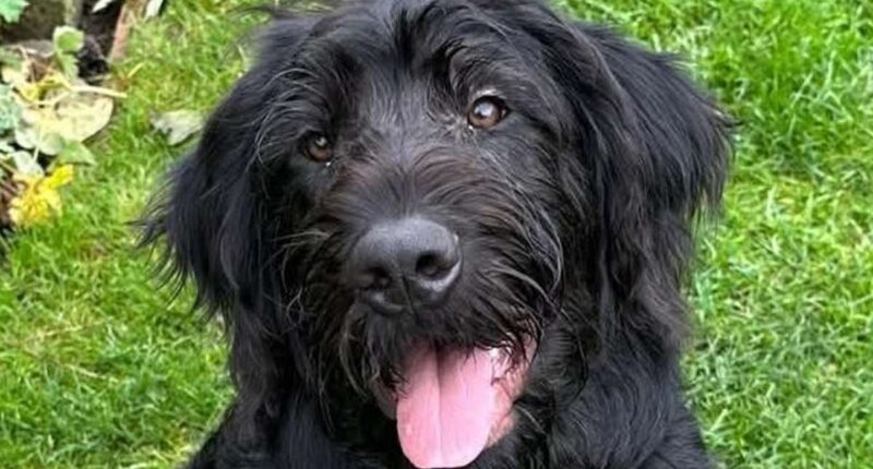 Hunt for dog-napper: Chilling moment masked burglar calmly walks off with family's dogs Bruno and Molly