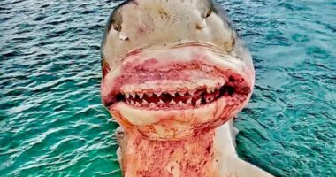 I’m a real life shark hunter – I’ve reeled in 164-stone beasts and seen my crew mauled…but some say I’m the monster