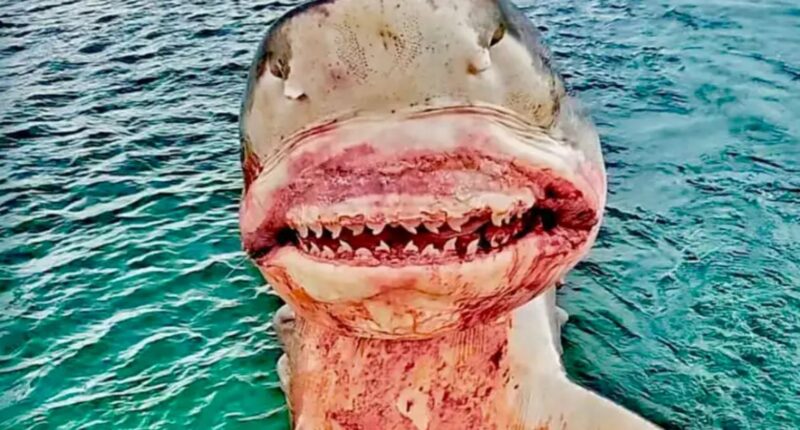 I’m a real life shark hunter – I’ve reeled in 164-stone beasts and seen my crew mauled…but some say I’m the monster