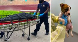 Infant found dead with dog bites was not killed by puppy: officials